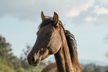 Brown foal enjoying warm afternoon in a grass field