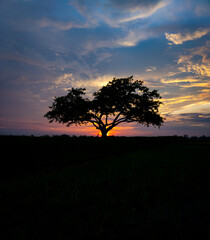 The golden sunset with the silhouette tree in a field and the cloudy sky,the beauty of nature wallpapper.