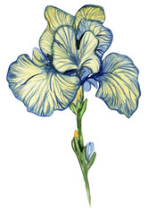 Iris flower. Watercolor hand drawn illustration for cards, backgrounds, scrapbooking. Perfect for wedding invitation.