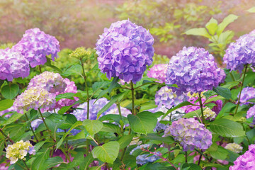 Beautiful flowers of hydrangea ( Hydrangea macrophylla ) in garden