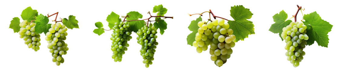 vine leaves and grapes. wine making white grapes on a branch with leaves isolated on transparent background - obrazy, fototapety, plakaty
