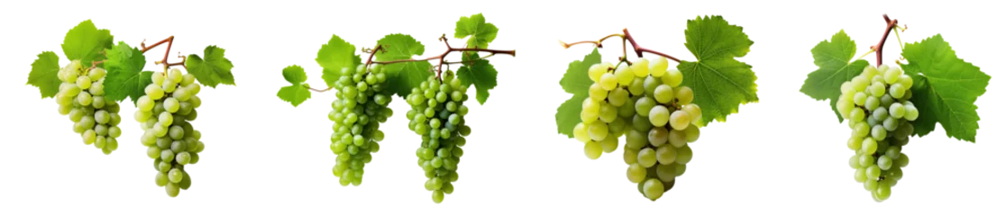 Crédence en verre imprimé Vignoble vine leaves and grapes. wine making white grapes on a branch with leaves isolated on transparent background