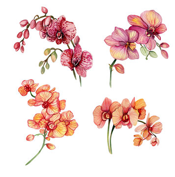 Orchid branch.Watercolor hand drawn illustration for cards, backgrounds, scrapbooking. Perfect for wedding invitation.