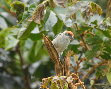 Stilpnia Vitriolina perched on a guamo tree