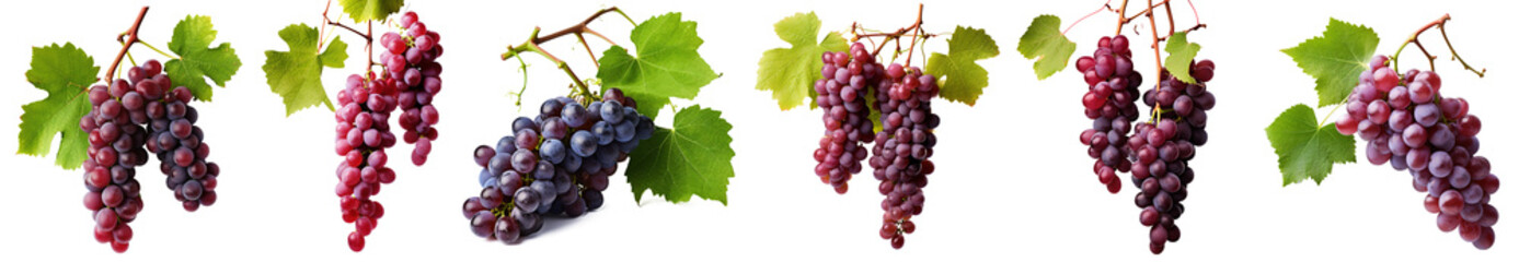 vine leaves and grapes. wine making red grapes on a branch with leaves isolated on transparent...