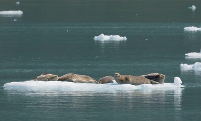 Harbor Seals (Seehunde) auf Eisscholle