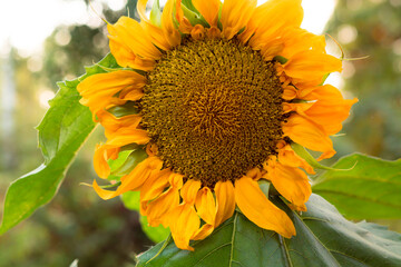 Naklejka premium Sunflower in garden. Close up