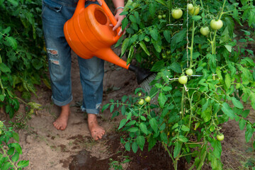unrecognizable woman watering tomato plants in green house