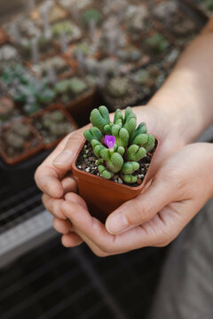 Close up of florist hand holding Conophytum succulent in pot in the shop. Hobby and small business concept. 