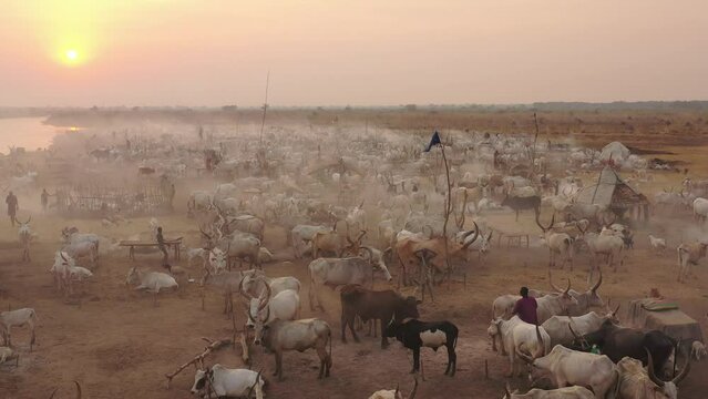Aerial view of long horns cows in a Mundari camp Terekeka South Sudan