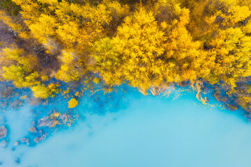 Aerial view. Fall forest in turquoise water. Natural scenery in fall time. Mountain lake and trees. Photo for background and wallpaper. Abraham Lake, Banff National Park, Alberta, Canada.
