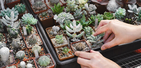 Select succulent plants in pots in the store. Florist small business, vertical garden in the city....