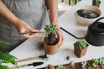 Repotting plant concept. Woman hands repotting succulent house plant Echeveria. Plant roots in soil with gardening stylish tools, ground, drainage and clay pots. Home gardening calming hobby