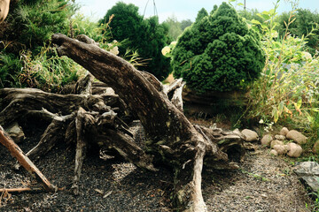 Close-up of vine trunk. Strain of old vineyard. Texture. dry tree on the shore of the weave