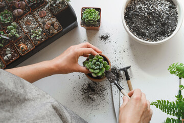Woman hands planting green succulent in substrates with white pearlite granules. Home gardening,...
