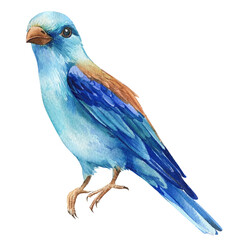 Blue bird, Watercolor hand painted illustration isolated on white background. Roller, Coracias garrulus