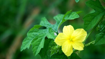 yellow flower in the garden