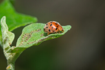 Reddish-brown beetle on a leaf in the garden