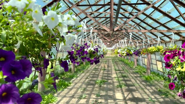 flowers in greenhouse for shop,store sale. home plants delivery.colorful petunia, surfinia, geranium in pots hanging in basket from bar with hook, watering process.sunny summer day 4k