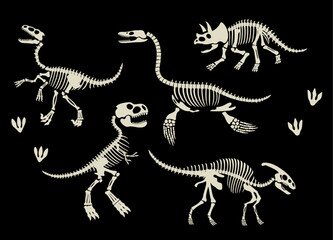 Fototapeta na wymiar Set of Dinosaurs Skeleton Fossil Collection