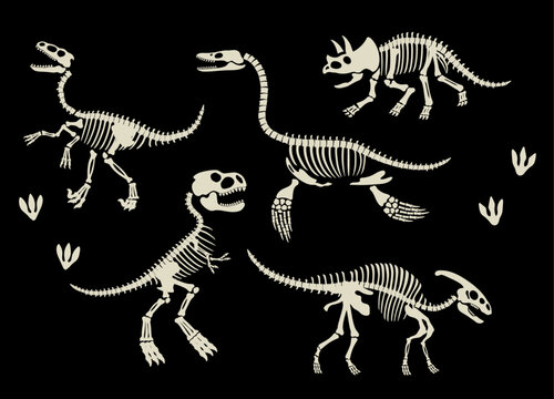 Set of Dinosaurs Skeleton Fossil Collection