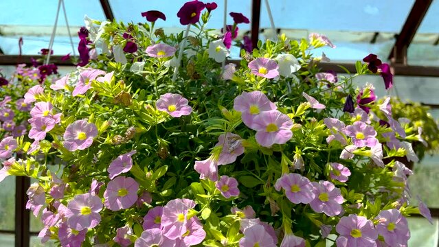 flowers in greenhouse for shop,store sale. home plants delivery.colorful petunia, surfinia, geranium in pots hanging in basket from bar with hook, watering process.sunny summer day 4k