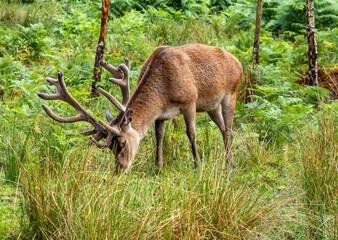 Wild male deer in Lake District¡ national park, England