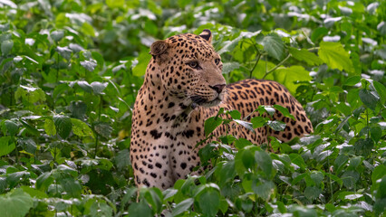 Indian leopard (Panthera pardus fusca)