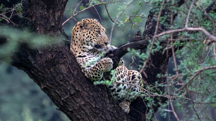 Indian leopard (Panthera pardus fusca) on a tree
