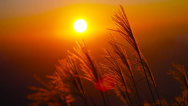 夕暮れの山　夕日　登山　ススキ　秋