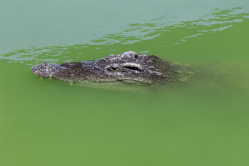 Close up big head crocodile is show head in river