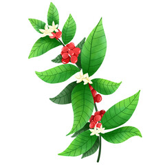 holly berry and leaves
