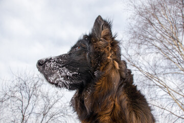 Portrait of my German shepherd