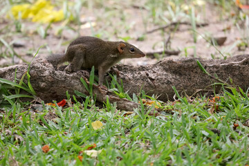 The squirrel is rest on root tree