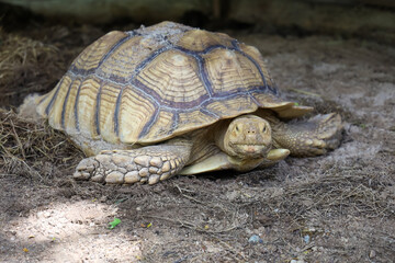 Sulcata tortoise in the garden at thailand