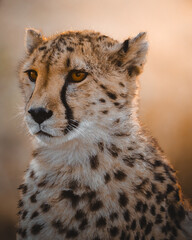 Portrait d'un guépard 