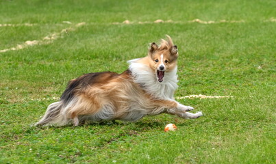 Dog breed Scottish Shepherd Collie catches a ball on a green field
