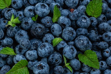 Ripe blueberries close up. Blueberry macro