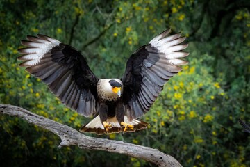 Crested Cara Cara landing in flowers