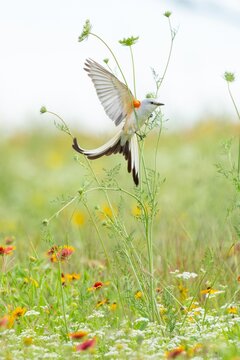 Scissor-tailed flycatcher in wildflowers