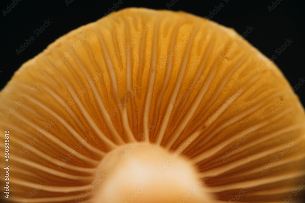 Poster an orange mushroom with a stem and part of it in the foreground