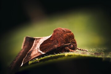 Close-up of a brown moth perched on a lush green leaf in a natural outdoor setting