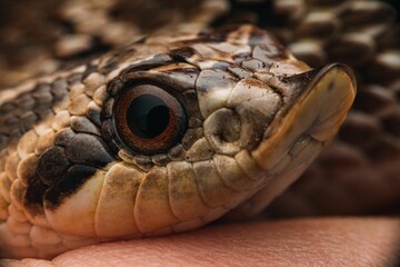 Photograph of a Mexican Hognose Snake resting on an outstretched human hand