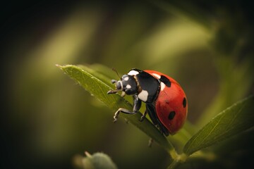 Selective focus a seven-spot ladybird on a green leaf