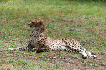 Guépard, Acinonyx jubatus soemmeringii, Afrique du Nord Est