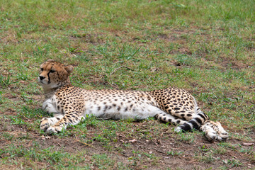 Guépard, Acinonyx jubatus soemmeringii, Afrique du Nord Est