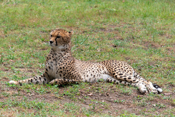 Guépard, Acinonyx jubatus soemmeringii, Afrique du Nord Est