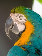 Vertical shot of a macaw parrot on a blurred background