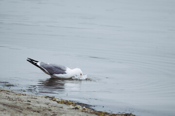 Portrait d'une mouette en bord de mer