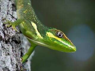 Closeup of a green lizard atop a tree bark in its natural habitat